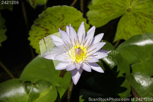 Image of Beautiful Waterlily