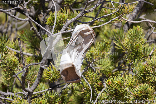 Image of Trash in nature