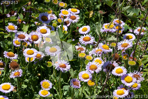 Image of Wildflowers in the USA