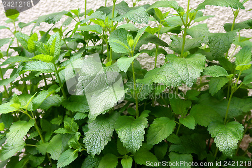 Image of Herbs in your backyard
