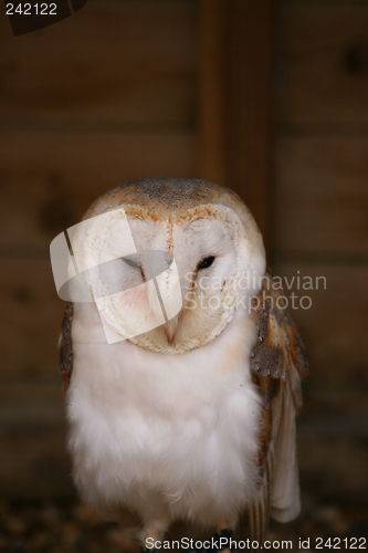 Image of Barn Owl (1587)