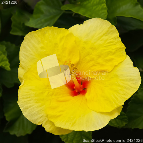 Image of Yellow hawaiian hibiscus