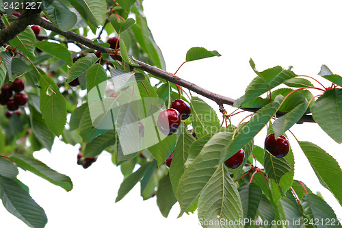 Image of Ready to be harvested