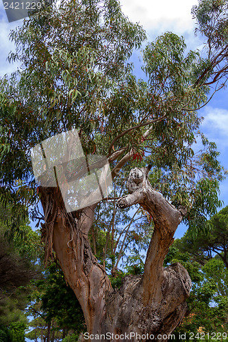 Image of Trees surviving in nature