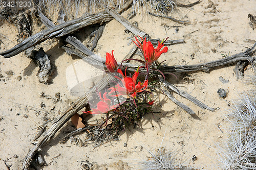 Image of Wildflowers in the USA