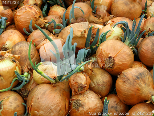 Image of A lot of onions