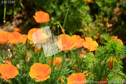 Image of California poppy