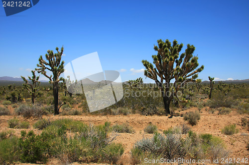 Image of Joshua Tree Forest