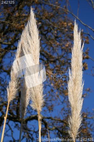 Image of Pampass Grass