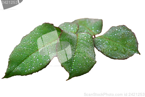 Image of Raindrops on leaves