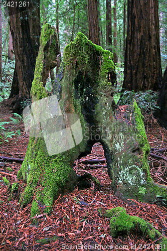 Image of Weathered old tree trunk