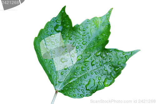 Image of Raindrops on leaves