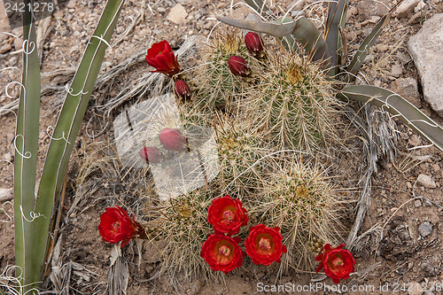 Image of Hike through Tent Rocks National Monument