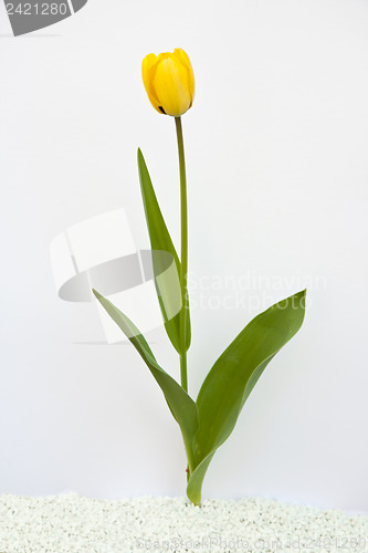 Image of A Tulip