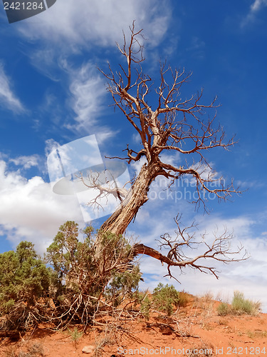 Image of Trees surviving in nature