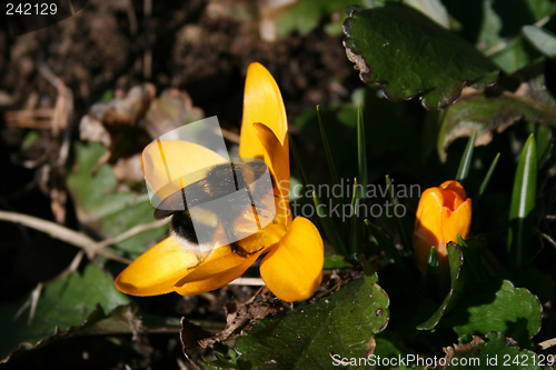 Image of Humble-bee and Flower
