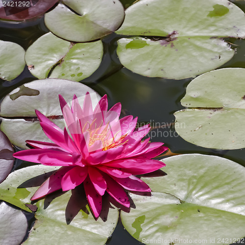 Image of Beautiful Waterlily