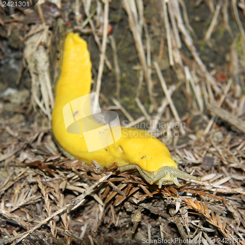 Image of Banana slug