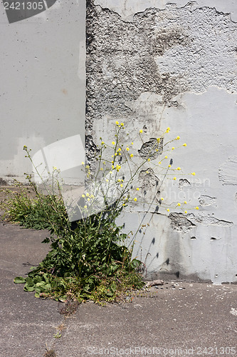 Image of Abandoned Building