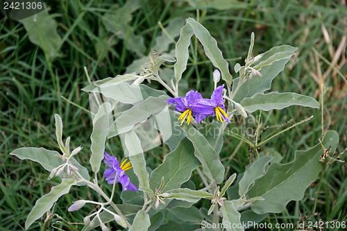 Image of Wildflowers in the USA