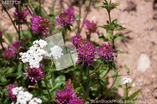 Image of Wildflowers in the USA