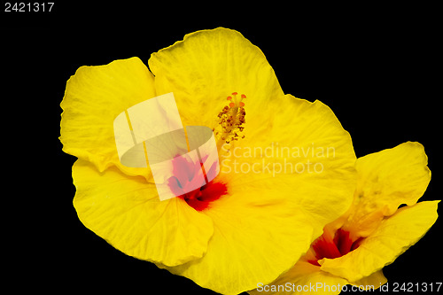 Image of Yellow hawaiian hibiscus