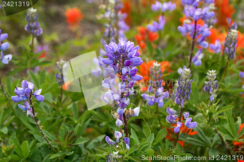 Image of Wildflowers in the USA