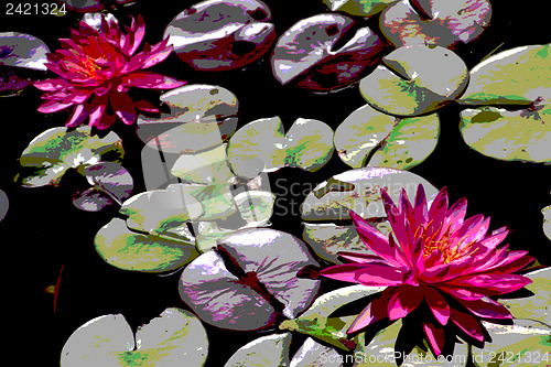 Image of Beautiful Waterlily