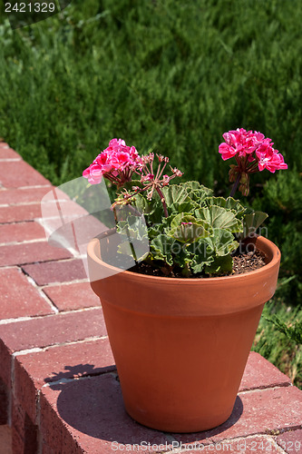 Image of Flower pot with pink storksbills on a wall
