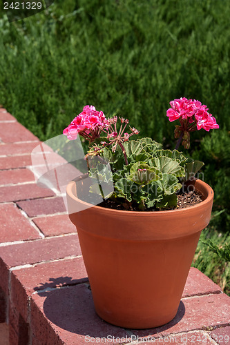 Image of Flower pot with pink storksbills on a wall