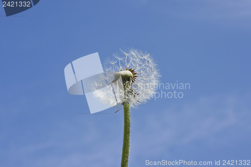 Image of Blowball