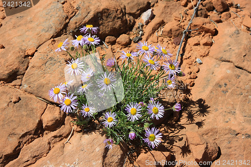 Image of Wildflowers in the USA