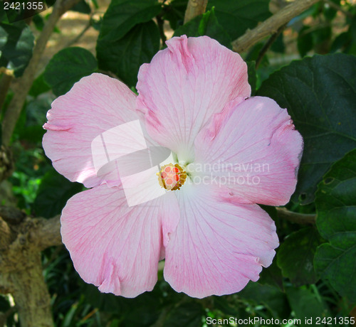 Image of Hibiscus