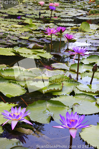 Image of Beautiful Waterlily