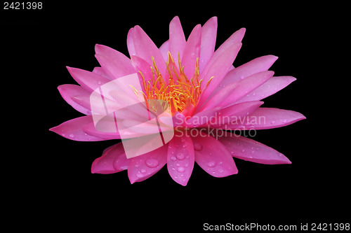 Image of Beautiful Waterlily