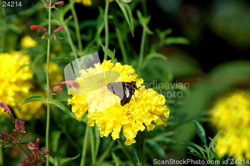 Image of Butterfly