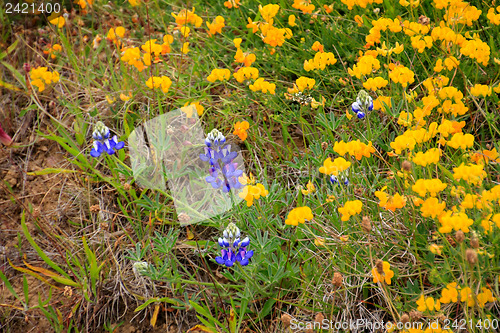 Image of Wildflowers in the USA