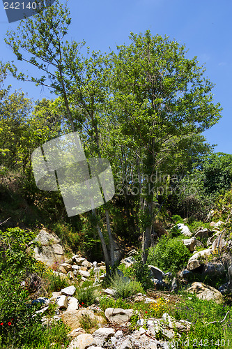 Image of Trees surviving in nature