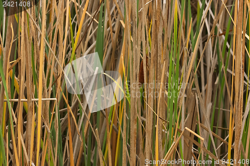 Image of In the reed