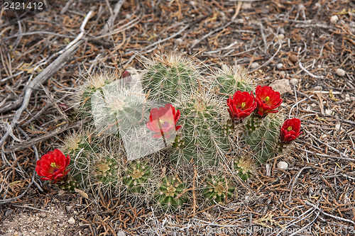 Image of Hike through Tent Rocks National Monument