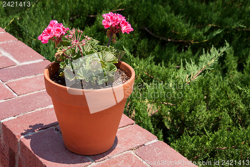 Image of Flower pot with pink storksbills on a wall