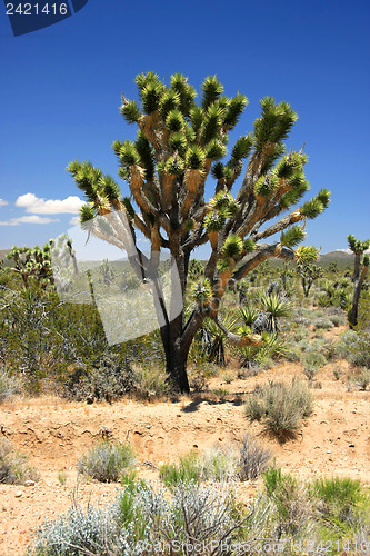 Image of Big Joshua Tree