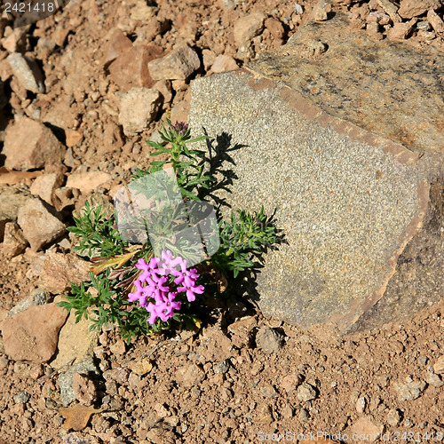 Image of Wildflowers in the USA
