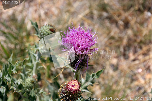 Image of Wildflowers in the USA