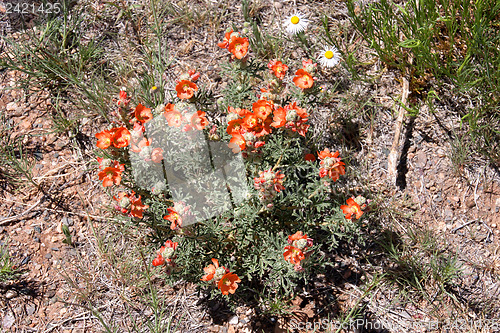 Image of Wildflowers in the USA