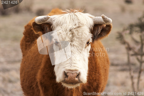 Image of Cattle