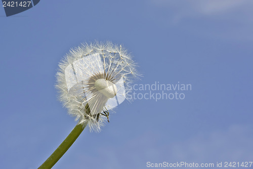 Image of Blowball