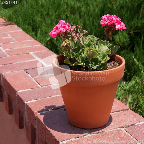 Image of Flower pot with pink storksbills on a wall