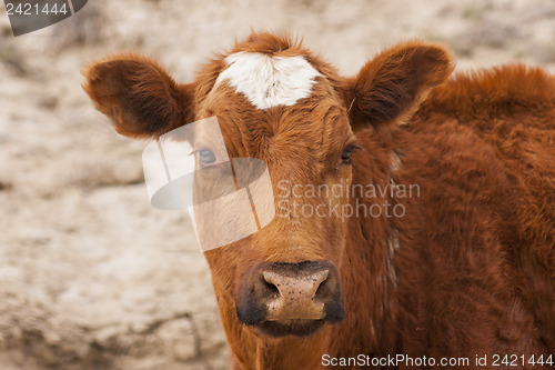 Image of Cattle