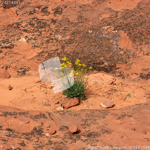 Image of Wildflowers in the USA